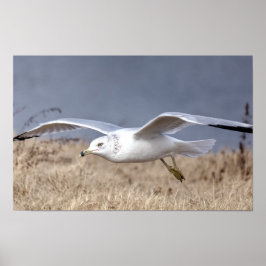 Poster Gull in Flight