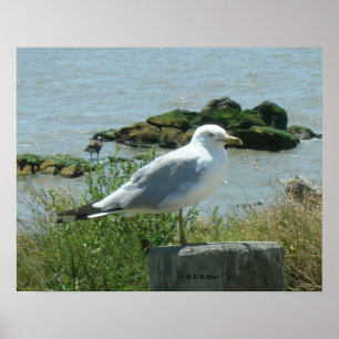 Poster - Gull on Pilling
