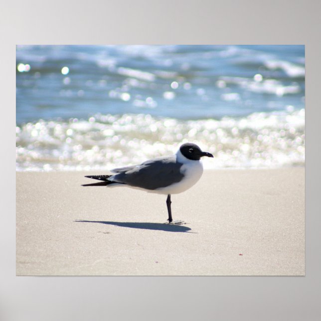Poster Gull Seagull de Bonaparte na Beach Color 16x20 (Frente)