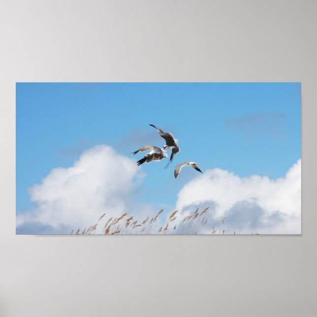 Póster Gull Trio 4 (Frente)