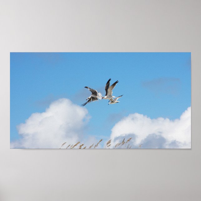 Poster Gull Trio 5 (Frente)