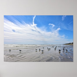 Poster Gulls on a Galveston Island Beach, Texas