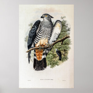 Poster Gurney's Cuckoo-Falcon, de John Gould