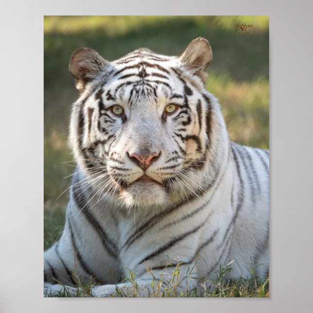 Poster Gus - cartão (Frente)