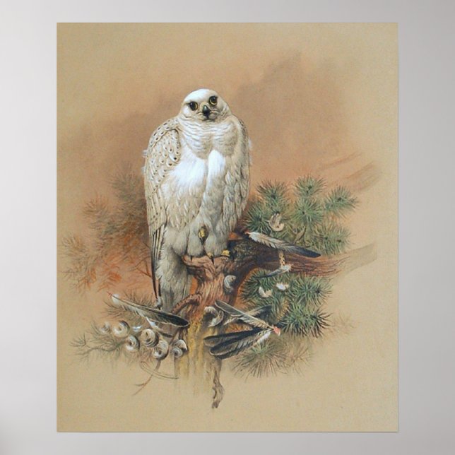 Poster Gyfalcon - 1861 (Frente)