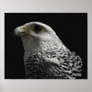 Póster Gyrfalcon Ártico