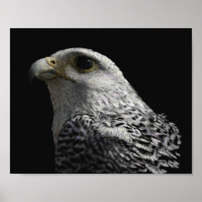 Póster Gyrfalcon Ártico (Frente)