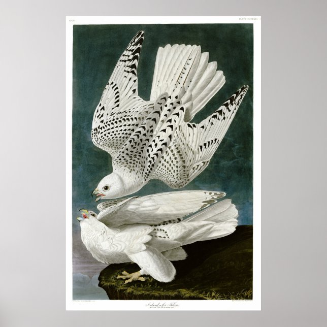 Póster Gyrfalcon de John Audubon (Frente)