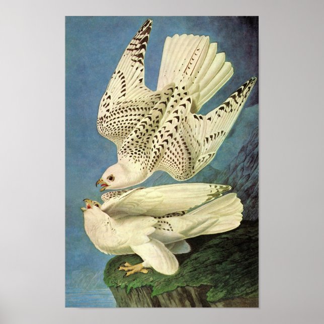 Póster Gyrfalcon, John James Audubon (Frente)