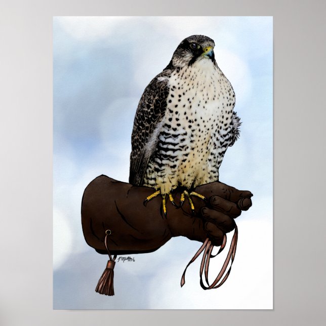 Poster Gyrfalcon sobre a Luva (Frente)