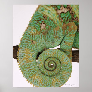 Póster Habita áreas de montanha secas. Indígenas