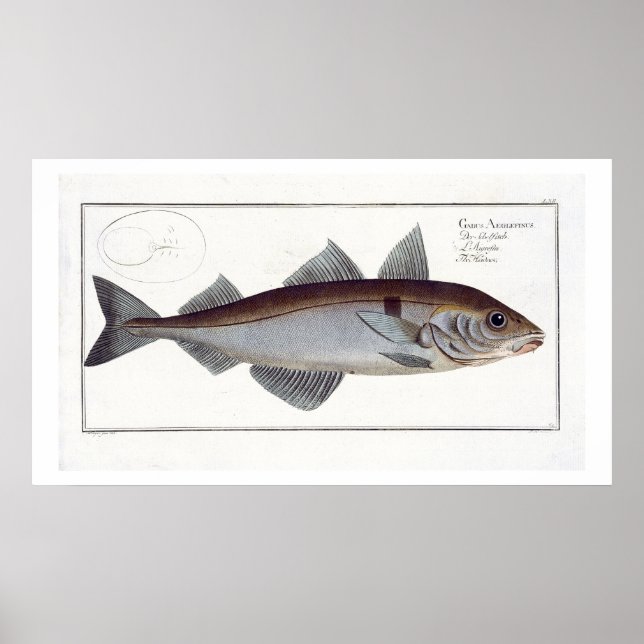 Poster Haddock (Gadus Aeglefinus) plate LXII from 'Ichthy (Frente)
