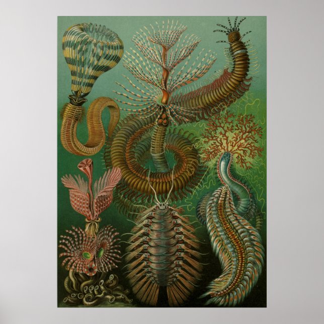 Poster Haeckel Centipedes (Frente)
