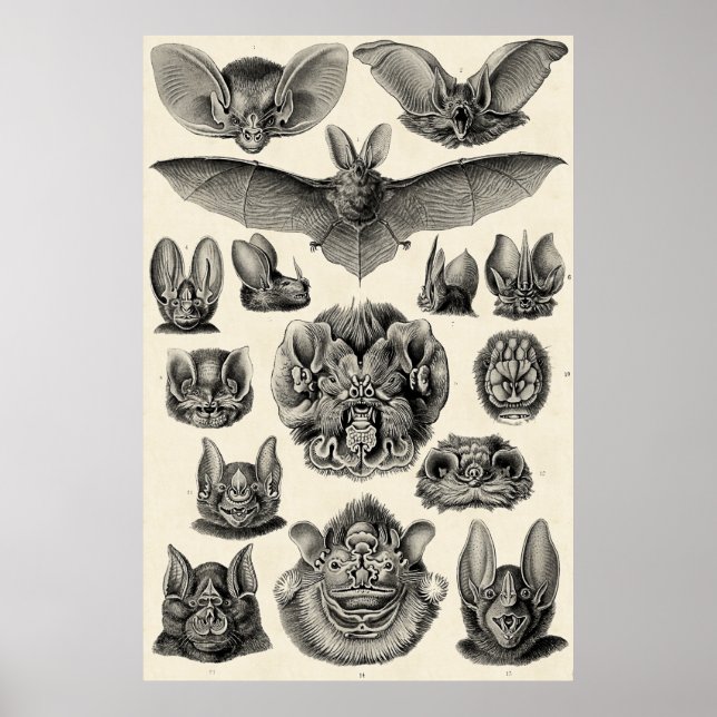 Poster Haeckel Chiroptera (Frente)