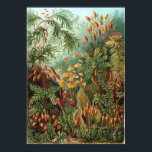 Póster Haeckel Garden<br><div class="desc">Poster de jardim Haeckel.</div>