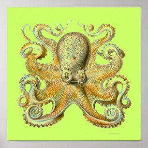 Póster Haeckel Octopus