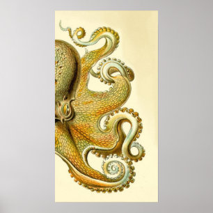 Póster Haeckel Octopus Diptych I