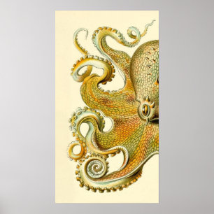 Póster Haeckel Octopus Diptych II