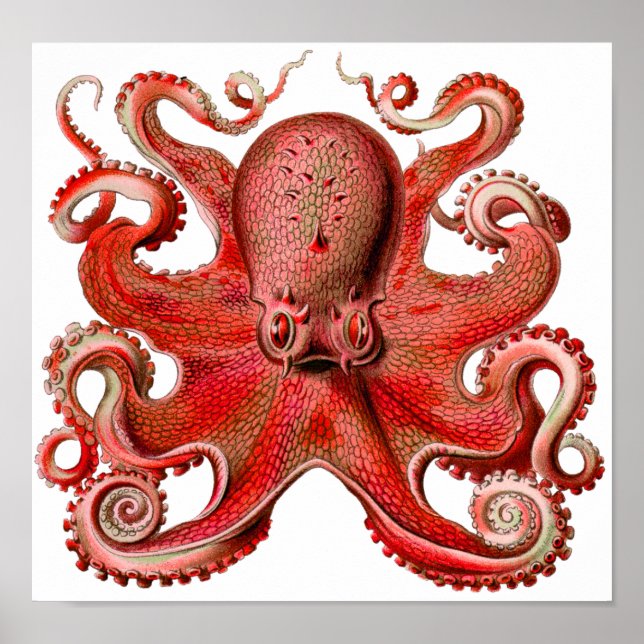 Póster Haeckel Octopus Red (Frente)