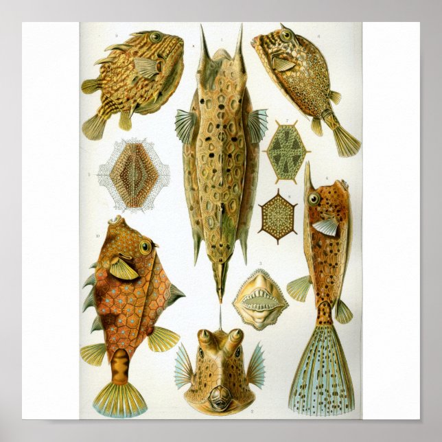 Póster Haeckel_Ostraciontes (Frente)