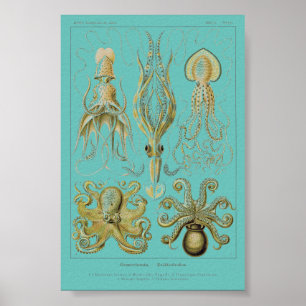 Poster Haeckel Squid, Gamochonia