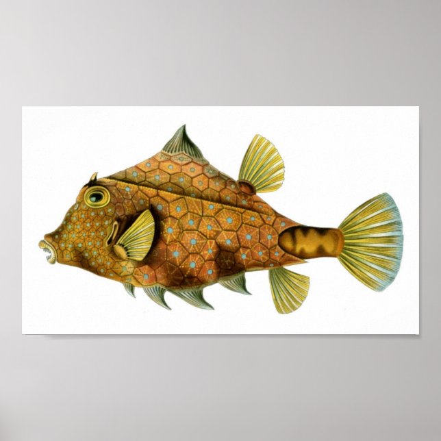 Póster Haeckel Tetrosomus Gibbosus (Frente)