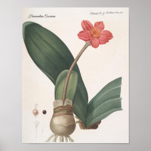 Póster Haemanthus Coccineus