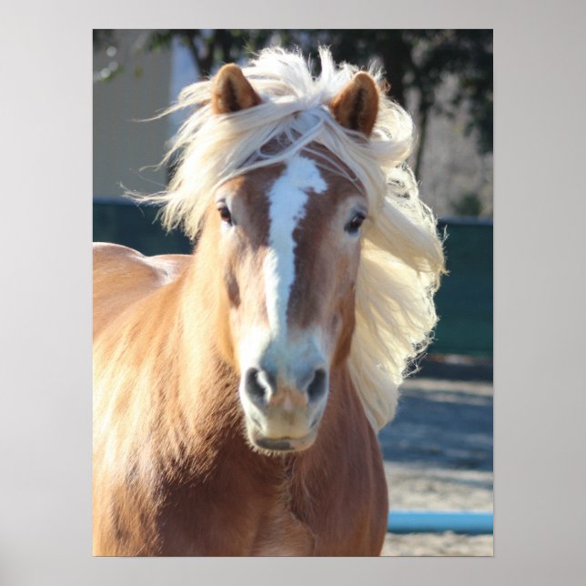 Poster Haflinger Horse (Frente)