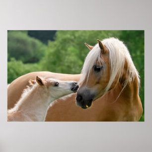 Poster Haflinger Horses Foal and Mare cuddling, Photo