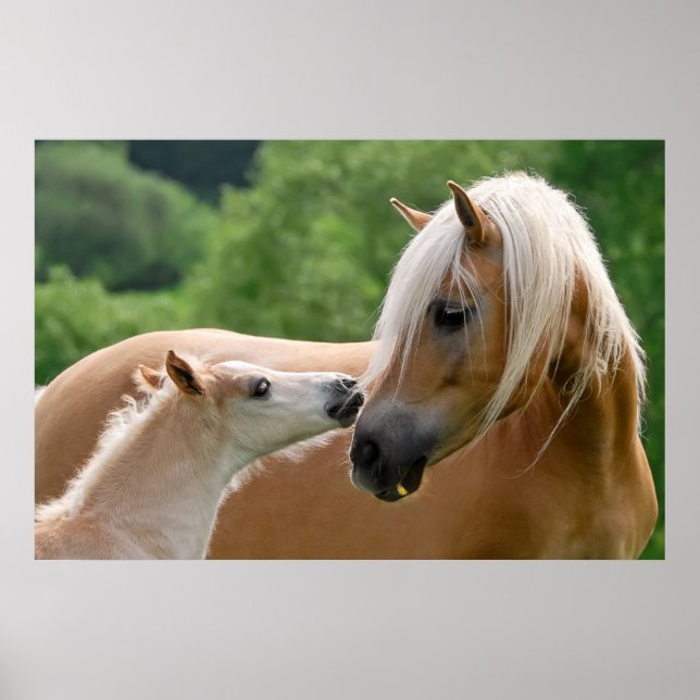 Poster Haflinger Horses Foal and Mare cudling (Frente)