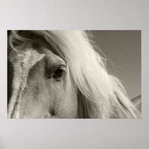 Póster Haflinger retrato cheval - Horse -