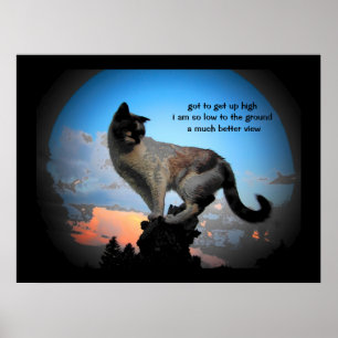 Póster Haicais muito melhores do gato da vista