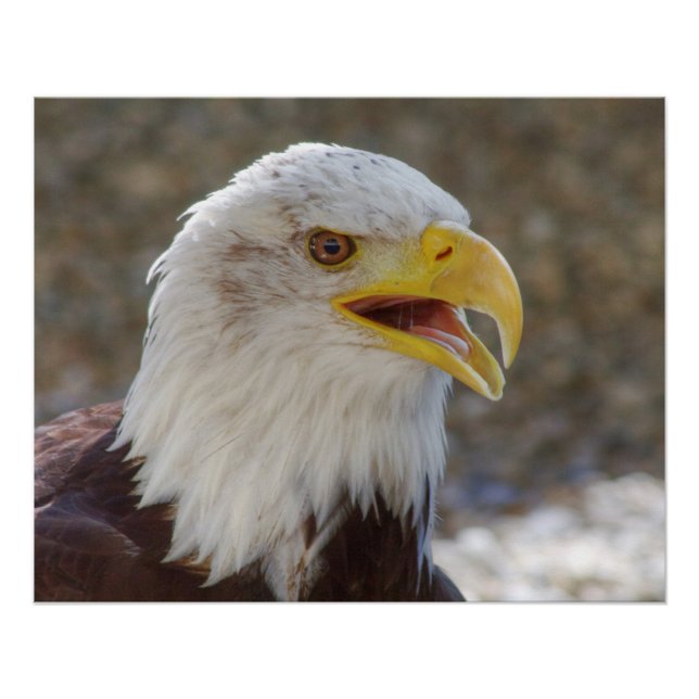 Póster Haliaeetus leucocephalus (Frente)