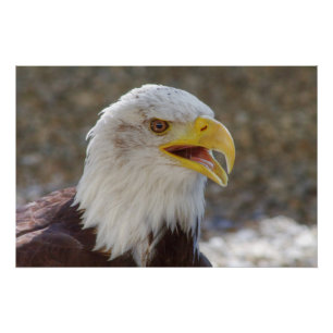 Póster Haliaeetus leucocephalus