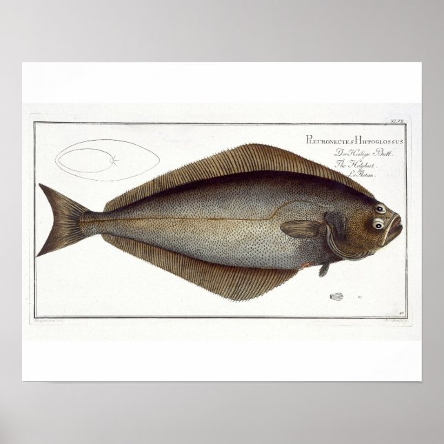 Póster Halibut (Pleuronectes Hippoglossus), placa XLVII p (Frente)
