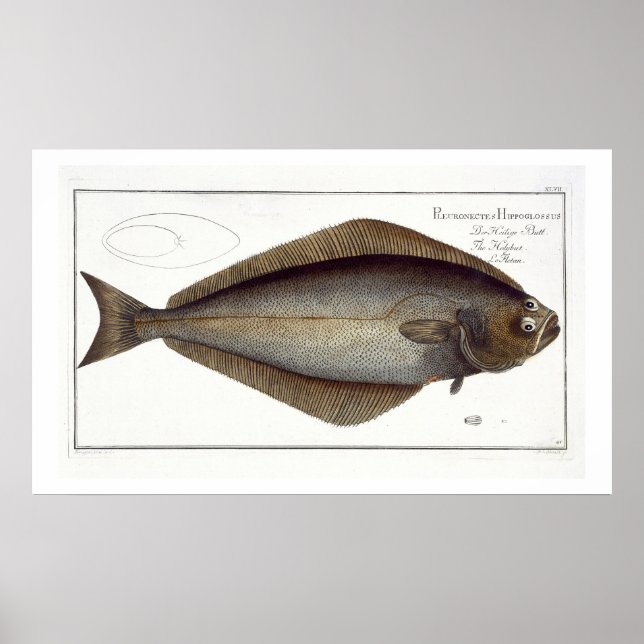 Poster Halibut (Pleuronectes Hippoglossus), placa XLVII p (Frente)