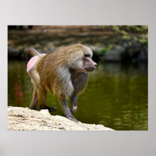 Poster Hamadryas baboon andando no cartaz de férias no ch