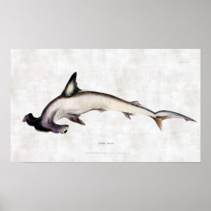 Póster Hammerhead Shark