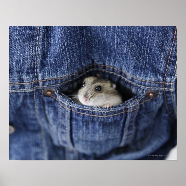 Póster Hamster no bolso (Frente)