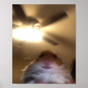 Poster Hamster Staring Meme