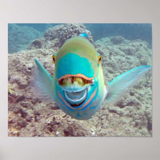 Poster Hanauma Bay Parrot Fish (Frente)