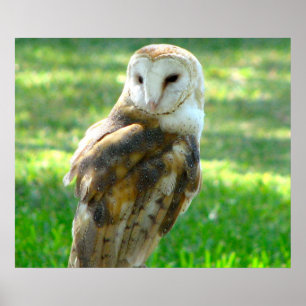 Póster Handsome Barn Owl