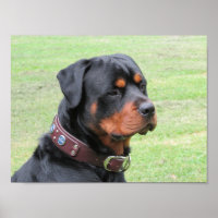 Handsome Rottweiler