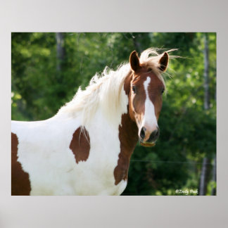 Póster Handsome Sonny