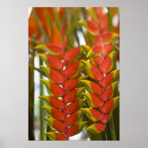 Poster Hanging Heliconia, Terça-feira semanal de frutas &