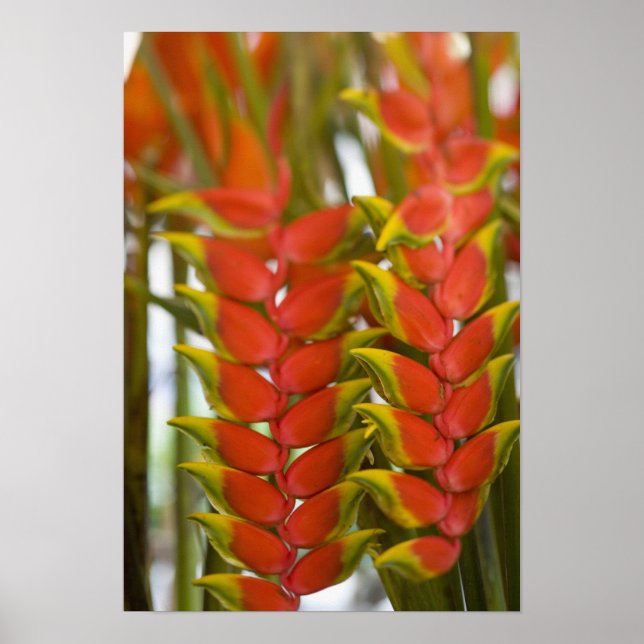 Poster Hanging Heliconia, Terça-feira semanal de frutas & (Frente)
