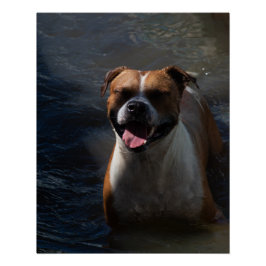 Póster Happy Dog Swimming