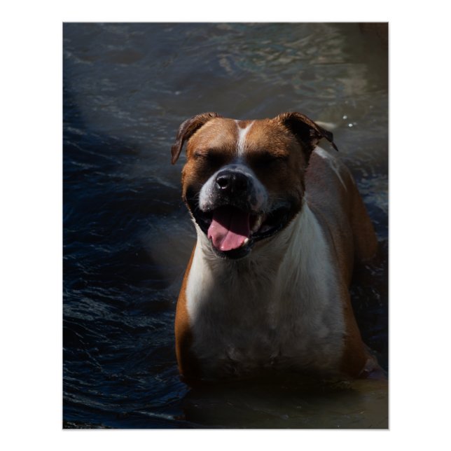 Póster Happy Dog Swimming (Frente)