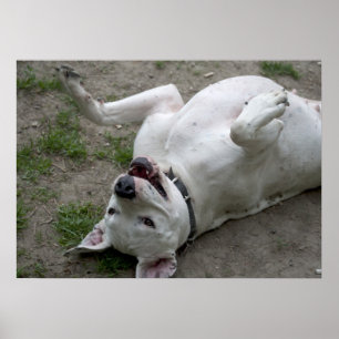 Poster Happy Dogo Argentino Girl