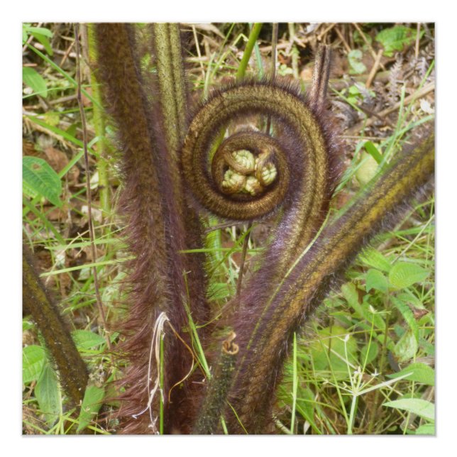 PÓSTER HAPUU FERN PULU (Frente)